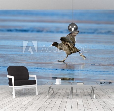 Picture of Blssralle im Winter auf dem Eis